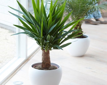 Yucca Elephantipes Houseplant - Decorative Live Indoor Potted Tree In 12cm Pot