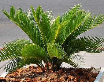 Premium Cycas Revoluta | Best Indoor Plants | Potted Plant Gift 30-40cm Incl Pot