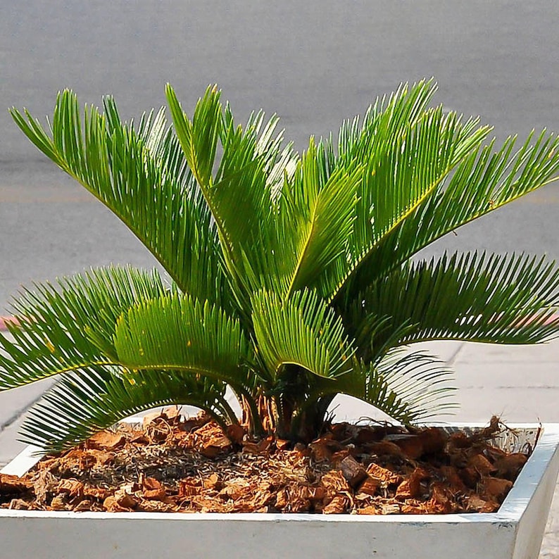 Premium Cycas Revoluta Best Indoor Plants Potted Plant Gift 30-40cm Incl Pot image 1