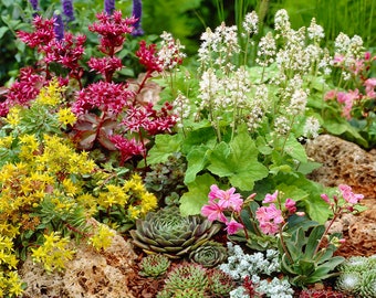 Mixed Alpine Plants - Vibrant Garden Perennial Large Flowering Rockery Alpines