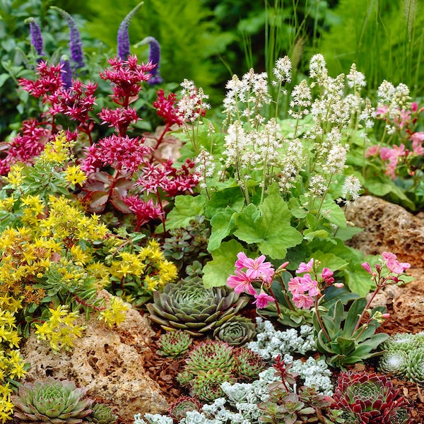 Mixed Alpine Plants - Vibrant Garden Perennial Large Flowering Rockery Alpines