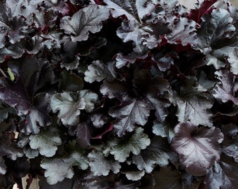 Heuchera Black Pearl Coral Bells Evergreen Hardy Outdoor | 10-20cm (incl. Pot)