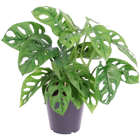 philodendron black princess Philodendron 'Burgundy Princess' – Carnivero main image 0