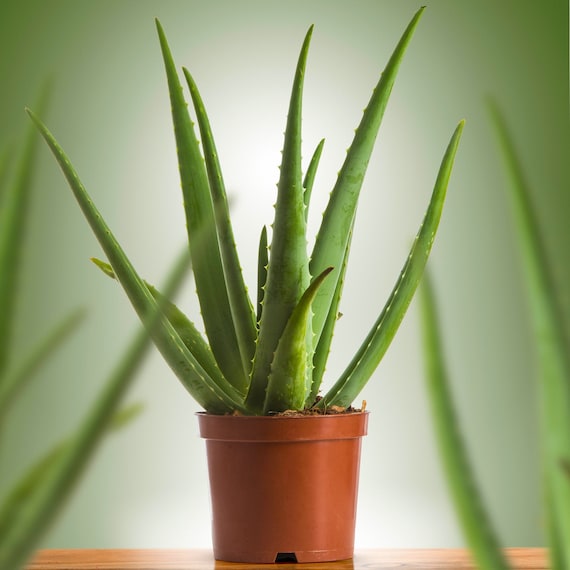 aloe vera day and night cream action erfahrungen Massage Cream For Glowing Skin