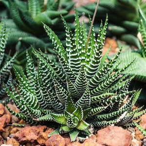 Haworthia Big Band - Zebra Plant | Premium Succulent for Sale | 15-25cm Potted