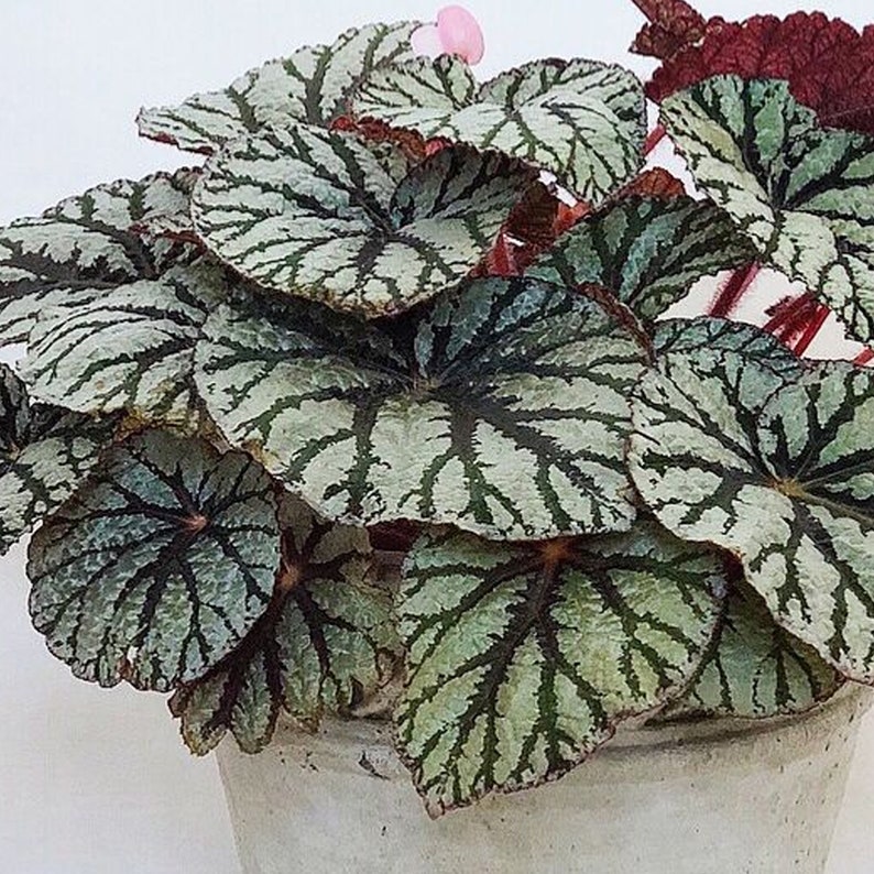 Begonia rex Fedor King Begonia Home Office Plant 20-30cm Incl Pot image 3