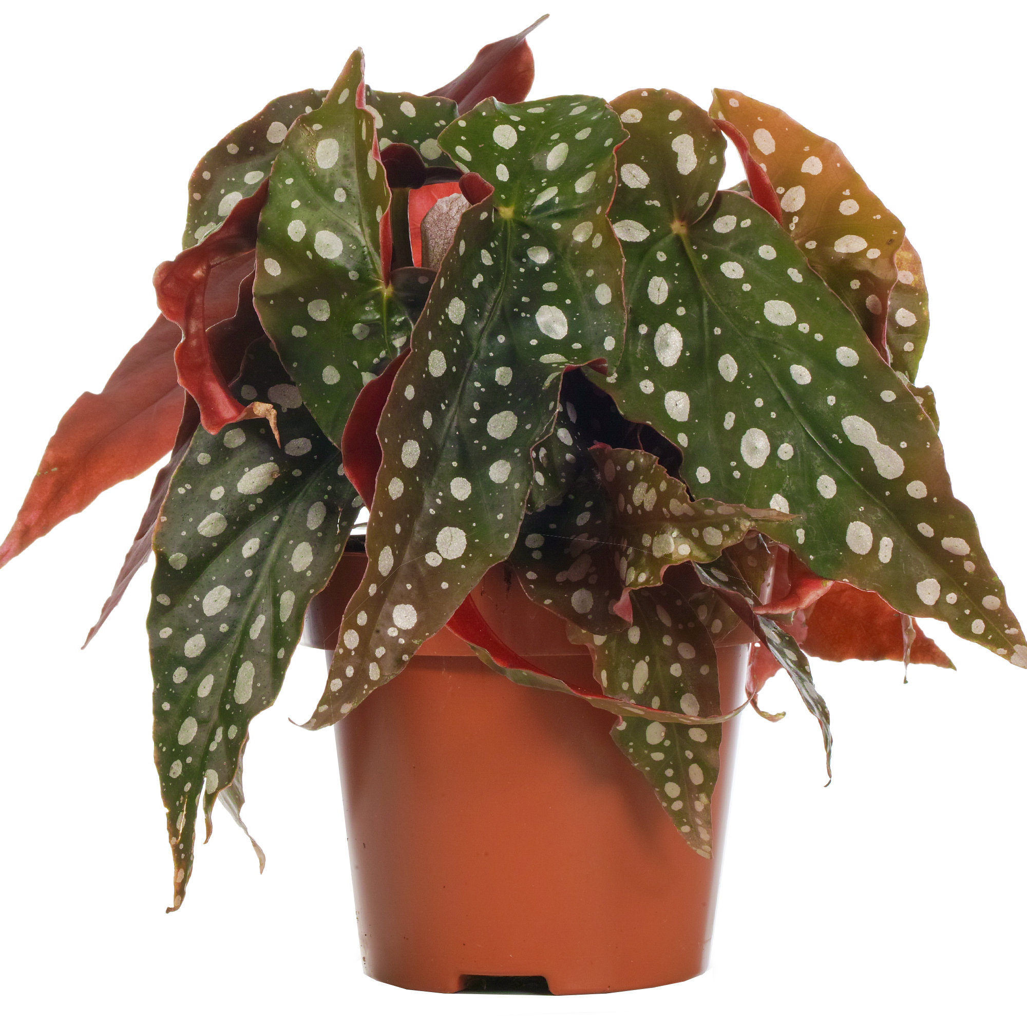 Begonia Maculata Spotted Indoor Premium Houseplant for Home or