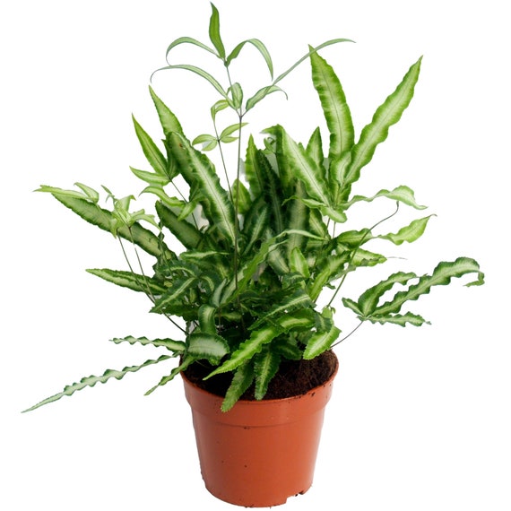 Pteris Albolineata Cretan Brake Fern Plant for Home or Office 25-35cm With  Pot - Etsy Denmark
