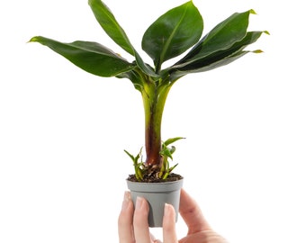 Baby Banana Plant Musa Acuminata Small Ornamental Indoor Houseplant in 6cm Pot