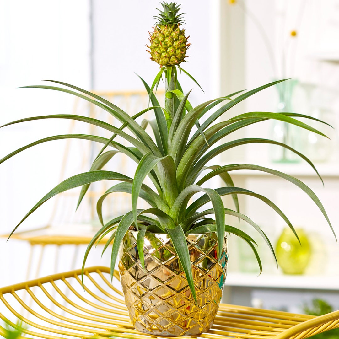 Vervormen kader kasteel Buy 1 X Gorgeous Ananas Comosus Amigo Evergreen Pineapple Plant Online in  India - Etsy