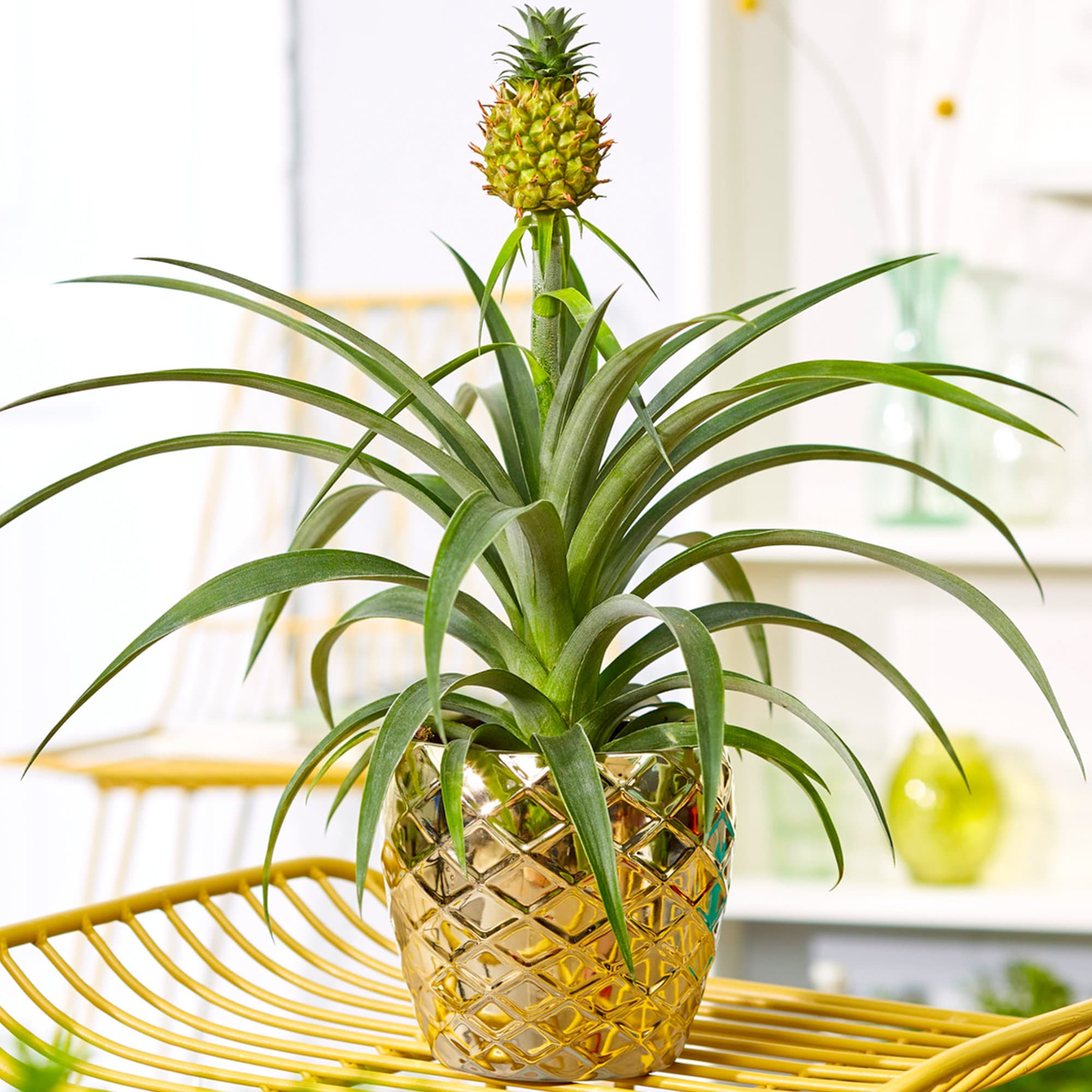 1 Ananas Comosus Amigo Evergreen Pineapple Plant - Etsy Denmark