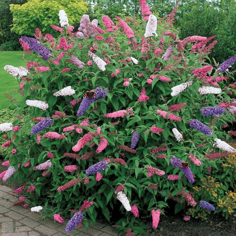 Buddleia Tricolour 3 x 9cm Pots Butterfly Bush Mixed Colours Healthy Garden Plant image 4