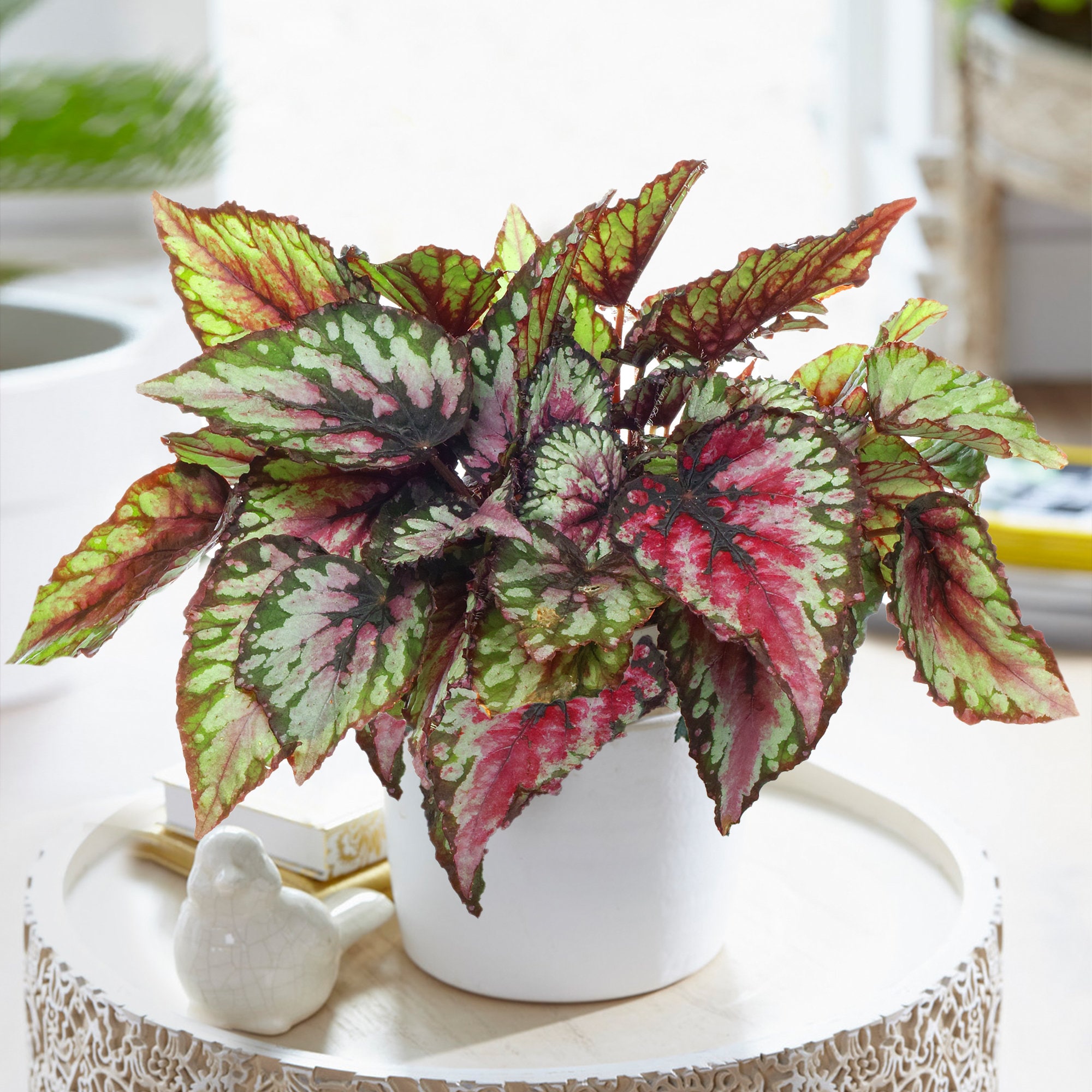Begonia rex Red Tango King Begonia Indoor Air Purifier 20 30cm in Pot