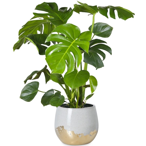 Monstera Deliciosa 50cm Monstera Deliciosa 50cm