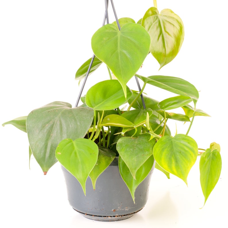 Philodendron scandens Climbing Sweetheart Plant with Hanging Basket 15cm image 2