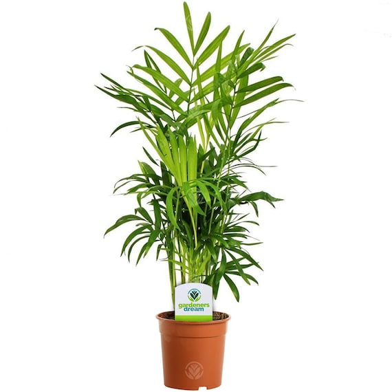 Chamaedorea Elegans 1 Plant House / Office Live Indoor Pot - Etsy Sweden