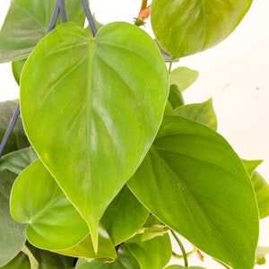 Philodendron scandens Climbing Sweetheart Plant with Hanging Basket 15cm image 3