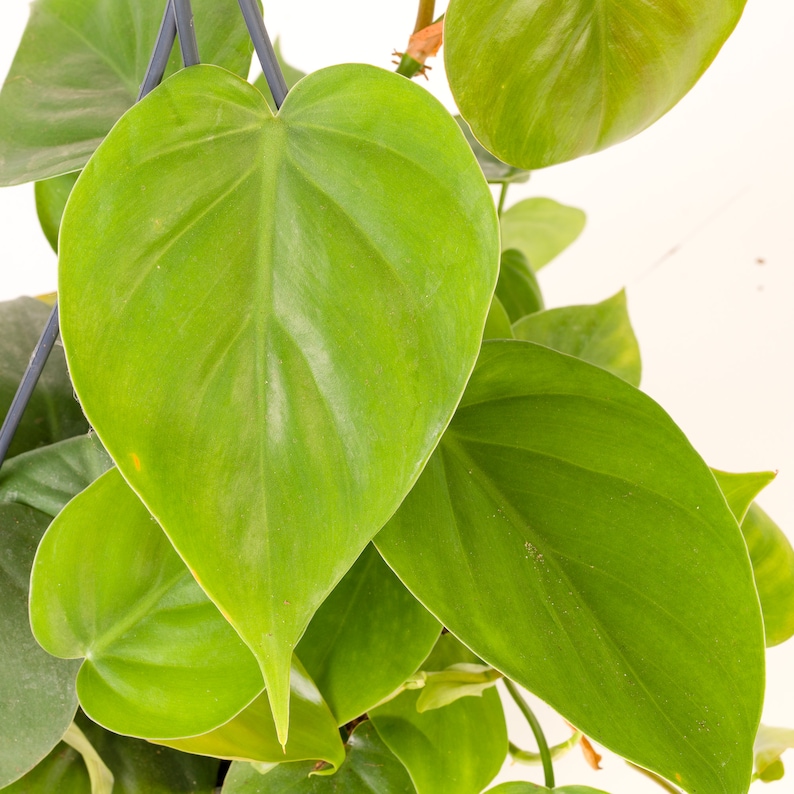 Philodendron scandens Climbing Sweetheart Plant with Hanging Basket 15cm image 3