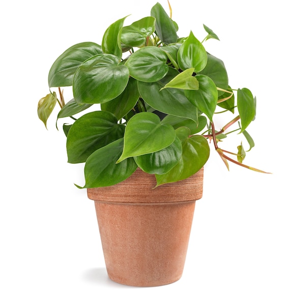 Philodendron Scandens | Climbing Sweetheart Plant With Hanging Basket  (15cm) - Etsy