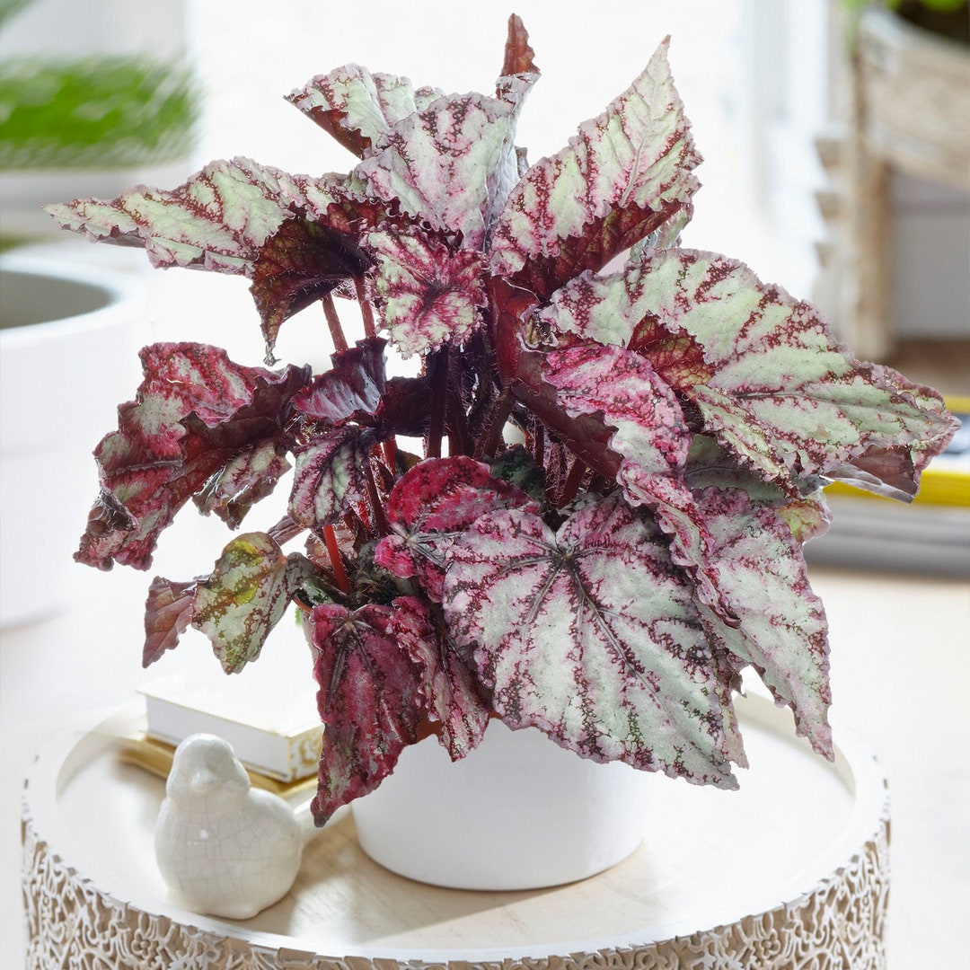 Begonia Rex Merengue King Begonia Plant for Sale Online UK pic