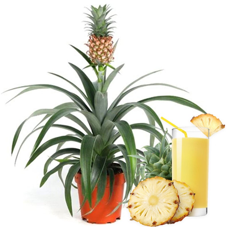 Ananas comosus Amigo Planta de Piña para Hogar u Oficina 35-45cm con Maceta imagen 1