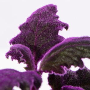 May include: Close-up of a purple plant with fuzzy, textured leaves. The leaves are a deep purple colour and have a slightly jagged edge.