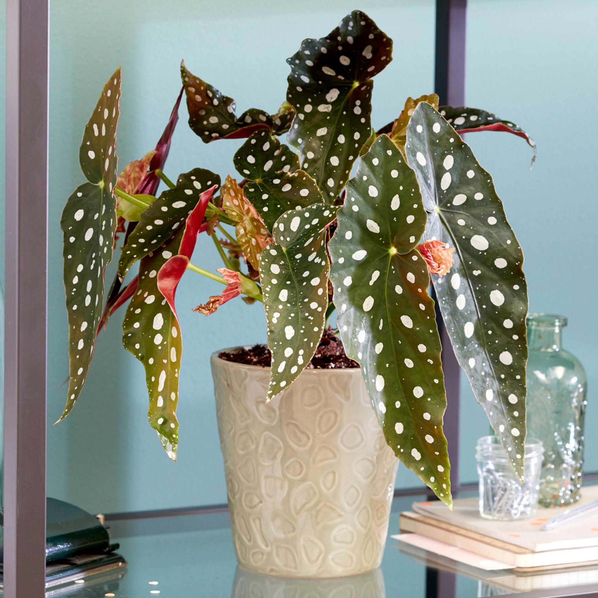 Spotted begonia sale