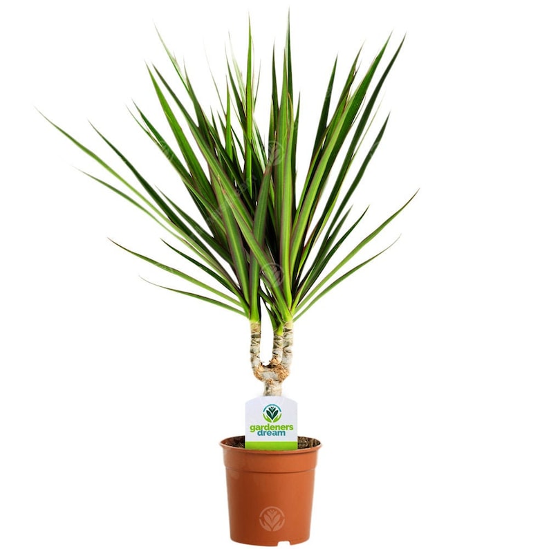 Madagascar Dragon Tree Tropical Draceana in 13cm Pot Ideal for Home or Office Bild 2