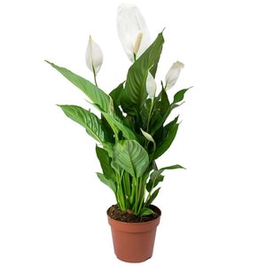 Spathiphyllum 'Peace Lily' Indoor Plants 1 x Potted Lily House Plant 9cm Pot imagem 2