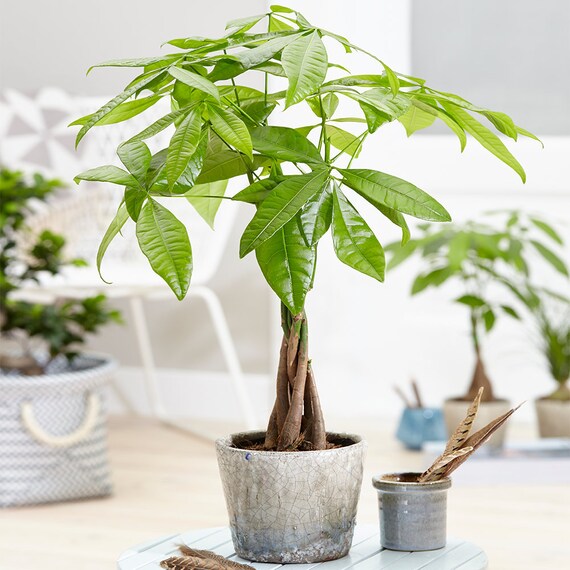 Pachira Aquatica Tree Money Tree How To Grow Trunk Thickening Pachira Aquatica Tree Money Tree How To Grow Trunk Thickening