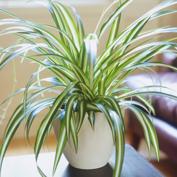 Exotenherz - Chlorophytum - Grünlilie - Brautschleppe - 9cm