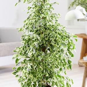 May include: A variegated Ficus benjamina plant with green and white leaves. The plant is potted and has a tall, slender shape.