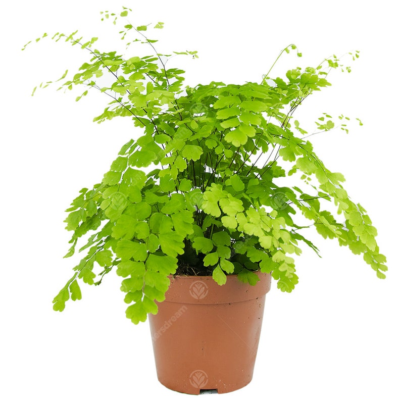 Adiantum raddianum Maidenhair Fern Decorative Indoor House Plant In 12cm Pot image 2