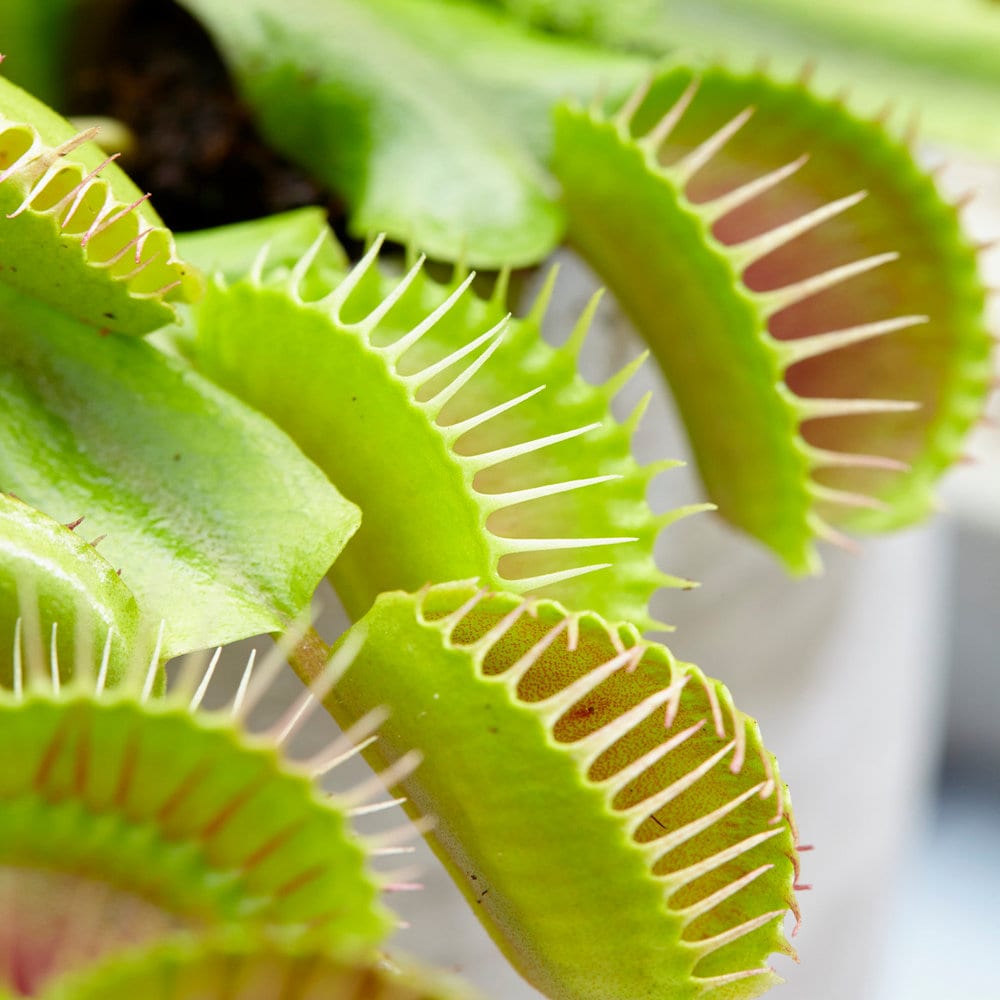 1 X Dionea Venus Fly Trap Indoor Carnivorous Plant Ideal for Home or Office  9cm -  Hong Kong