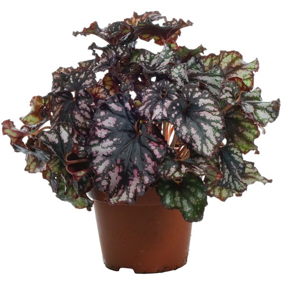 Begonia Rex Cumbia King Begonia Home Office Plant 20-30cm - Etsy Hong Kong