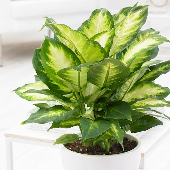 indoor plant growing light Grow Cube main image 0