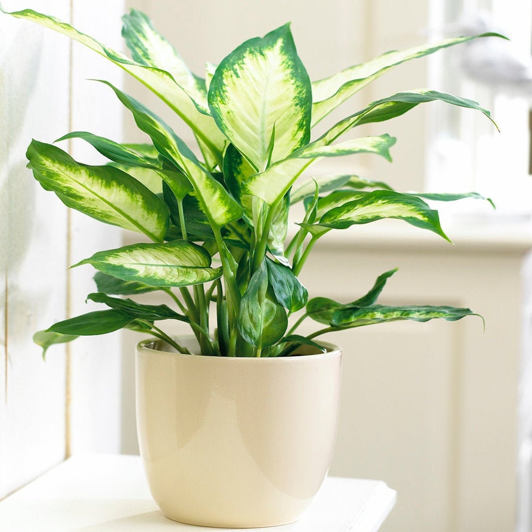 Planta de interior tropical en maceta de 12cm Dieffenbachia - Etsy España