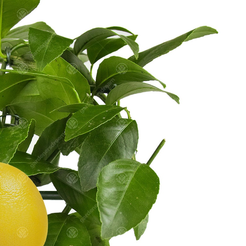 Lemon & Orange Tree Combo Fresh Live Indoor Citrus House Plants in 12 cm Pots Bild 3