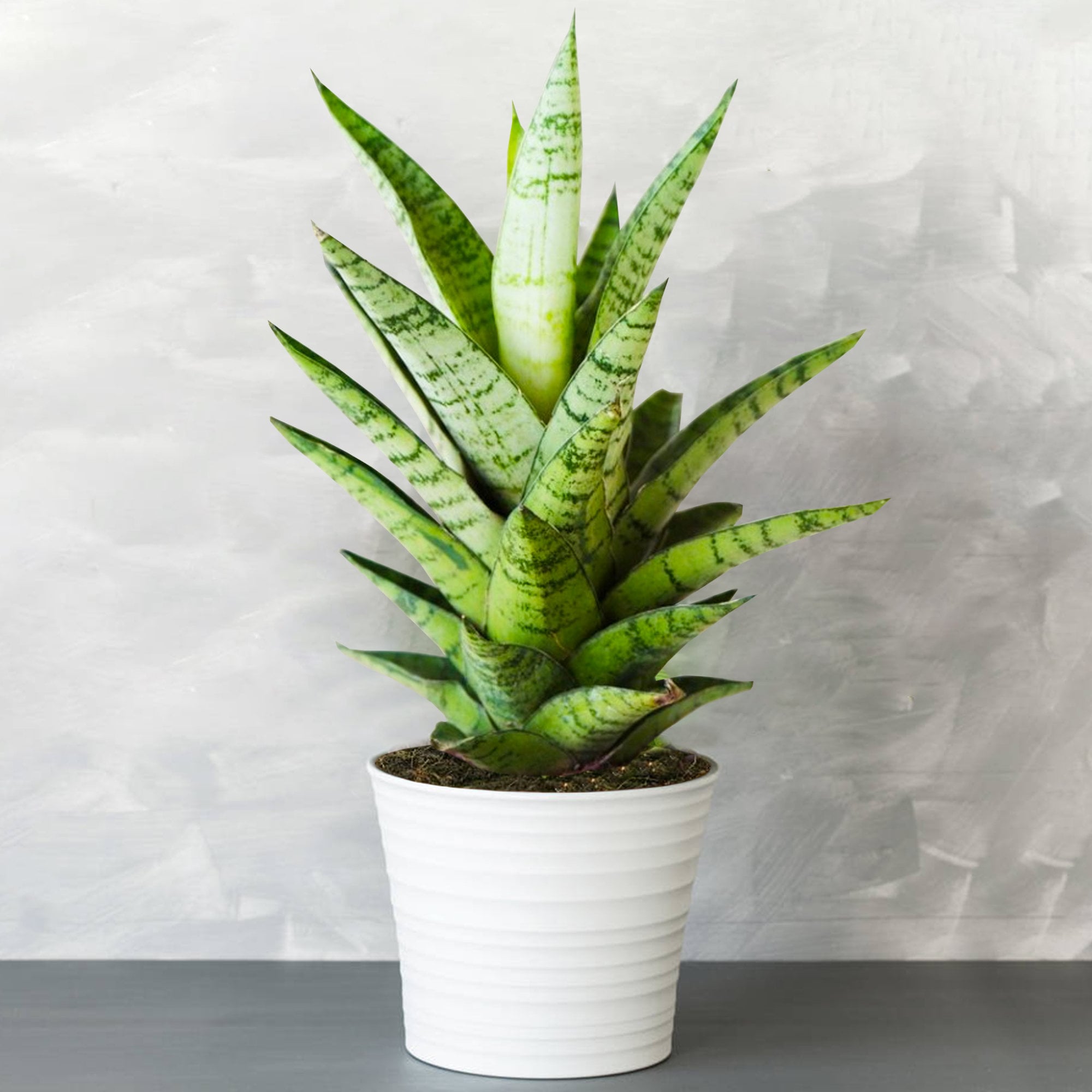 1 X Sansevieria Tough Lady - Snake Plant | Ideal Potted Plant for Home or  Office - Etsy Israel
