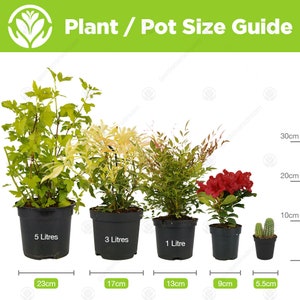 Asparagus Plumosus Indoor Plant 1 x Live Potted Fern Houseplant In 12cm Pot image 5