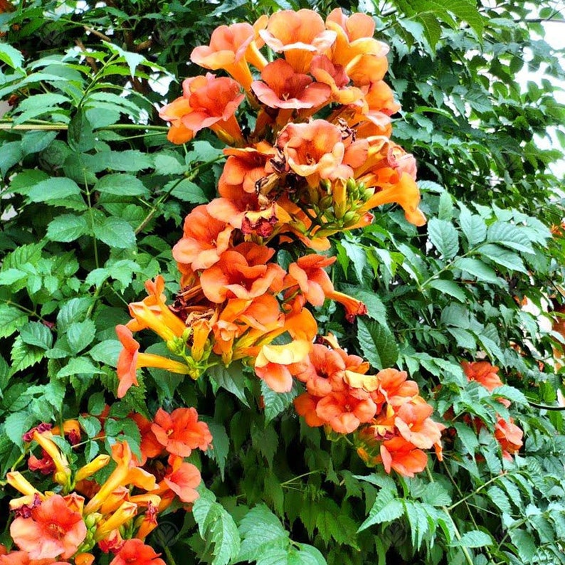 Campsis 'Radicans' In 9cm Pot Trumpet Vine Deciduous Etsy