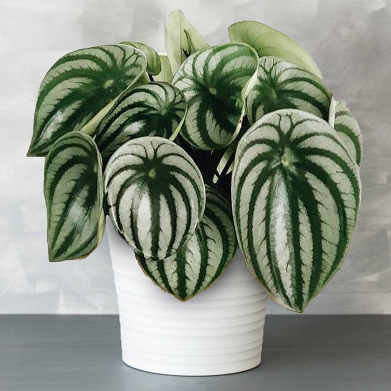 Peperomia Argyreia Watermelon Begonia Plant for Home or Office 15-25cm in Pot image 1