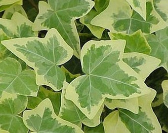 Hedera Gold-Edged (In 9cm Pot) Trailing Ivy - Climbing Evergreen *Not Plugs*