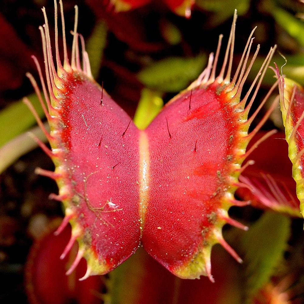 1 X Dionea Venus Fly Trap Indoor Carnivorous Plant Ideal for Home or Office  9cm -  Hong Kong