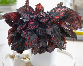 Begonia rex Etna | 20-30cm Potted Houseplant for Sale with Free UK Delivery