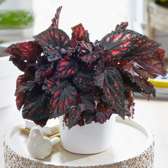 Begonias cheap for sale