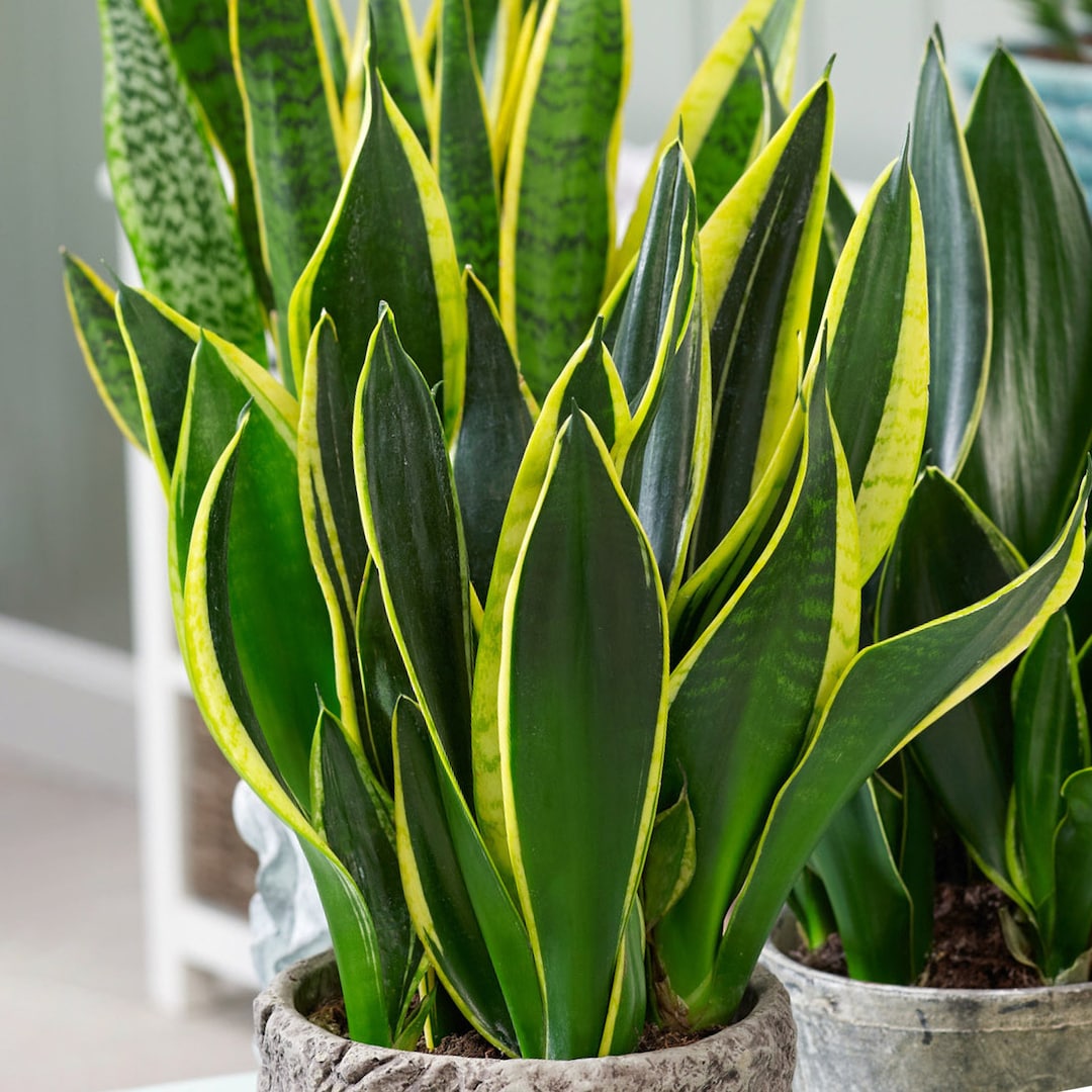 Sansevieria Golden Flame - Snake Plant | Potted Indoor Plant | 30-40cm With  Pot - Etsy Norway