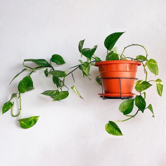 1 X Epipremnum Pinnatum Aureum | Devil's Ivy Indoor Plant in Hanging Basket  - Etsy Canada