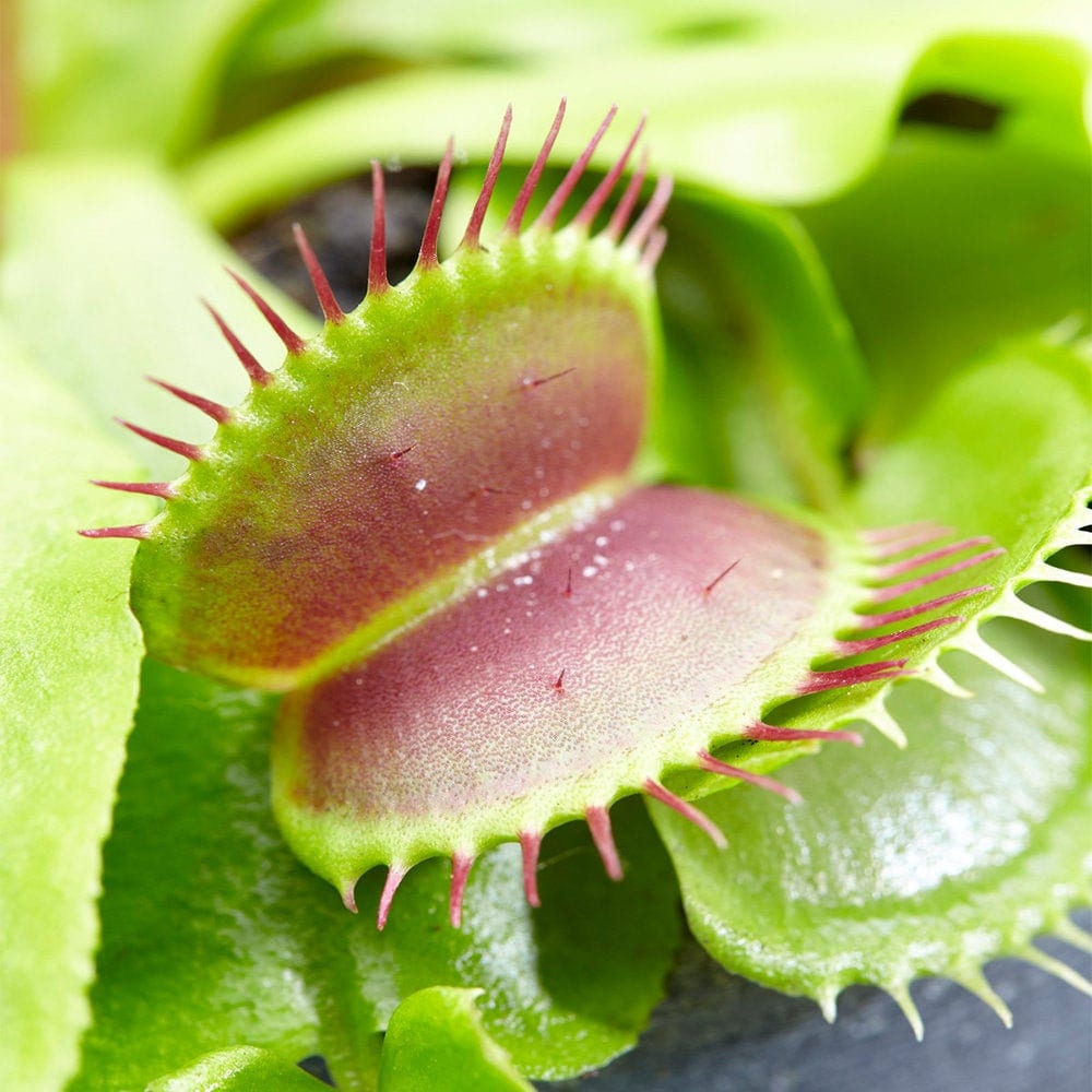 Tropical Indoor Houseplant Dionea Muscipula Venus Fly Trap Etsy UK