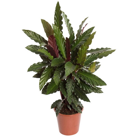 Calathea Blue Grass - Prayer Plant | Ideal for Home or Office (30-40cm Incl  Pot) - Etsy Denmark